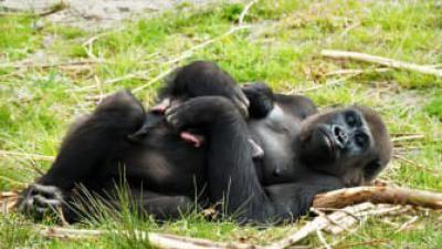 gorilla, geboren, beekse bergen