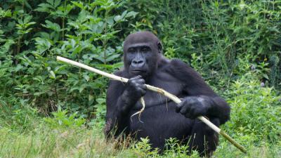 Apenheul met handen in het haar 