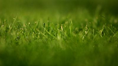 Foto van grasmat voetbal | Archief EHF