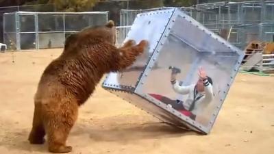 Grizzlybeer speelt met kubus waarin deelnemer Japanse spelshow zit