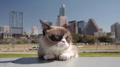 'Kattenfilmpjes kijken op computer is goed voor mensen'