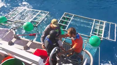 'Jaws' raakt in veiligheidskooi met duiker