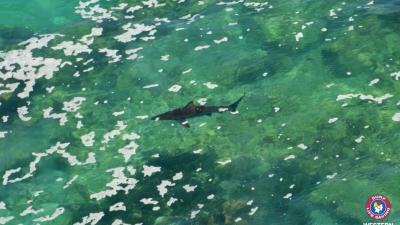 Foto van haai voor Australische westkust | SLSWA