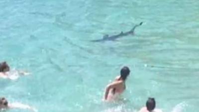 Badgasten op de vlucht voor haai in Mallorca