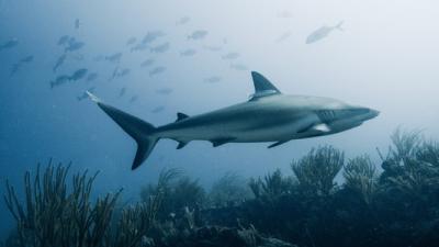 Helft Nederlanders zwemt wel eens met haaien zonder dat ze dit weten