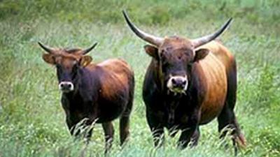 Bijvoeren in Oostvaardersplassen tot eind maart 