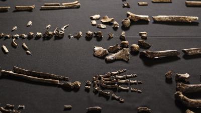 Onderzoekers vinden nieuw mensachtige; de Homo Naleidi