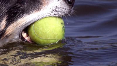 Foto van zwemmende hond met tennisbal | Archief EHF