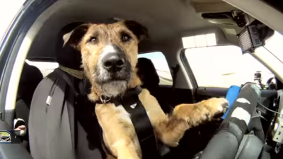 Honden in warme auto's achtergelaten