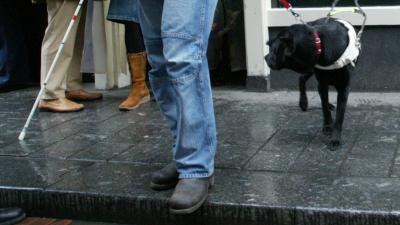 Assistentiehonden nog steeds de dupe van vuurwerk