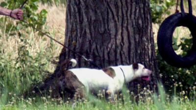 Politie schiet agressieve hond dood bij dorpsfeest 