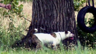 Politie schiet agressieve hond dood bij dorpsfeest 