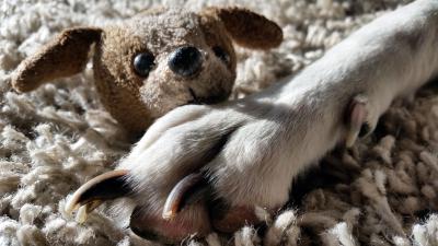 Politie haalt hond uit gezin na mishandelingen