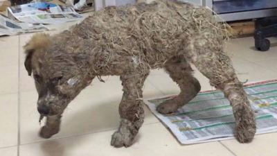 Kinderen lijmen hond in voor de grap