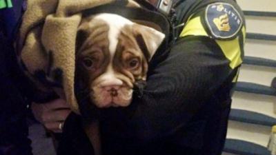 Gestolen hondjes Zorgboerderij aangetroffen