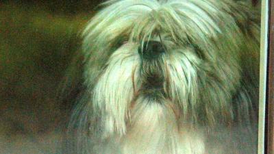 Hond zonder kop en poten in park in Brunssum aangetroffen