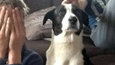 RIVM: vermijdt contact met je huisdier