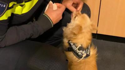 Autodief hangt hond aan deur politiebureau