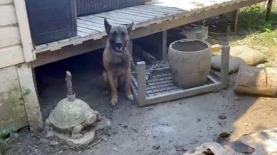 Verwaarloosde hond door politie in beslag genomen