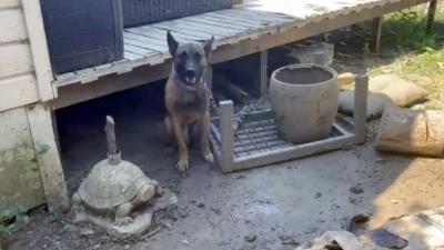 Verwaarloosde hond door politie in beslag genomen
