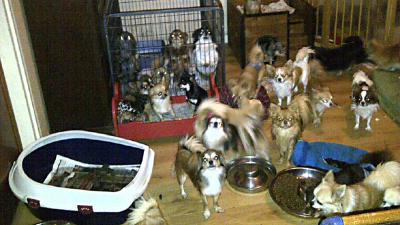 Foto van veel honden in woning | Politie