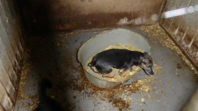 Hondenfokker op de vingers getikt in IJsselland