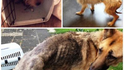 Honden in bewaring genomen na zeer zware verwaarlozing 