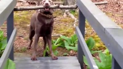 Slimme hond komt met grote tak toch over de brug