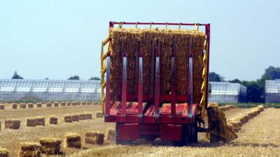 hooibalen-hooikoorts