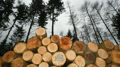  Nog veel fout hout in Nederland