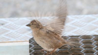 Populaties van 13 van de 20 stadsvogels afgenomen