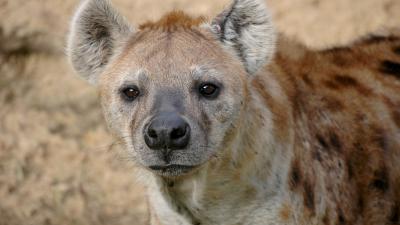 Hyena zwaar gewond door aanval soortgenoten