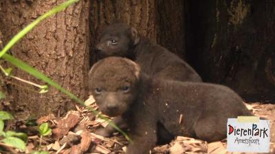Hyena-tweeling voor DierenPark Amersfoort