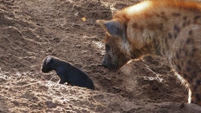 bijzondere geboorte, hyena-pub, beekse bergen 