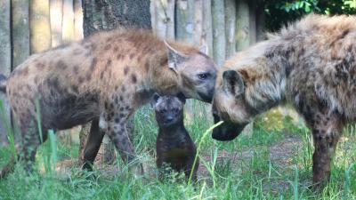 Hyenapup zet eerste stapjes buiten in DierenPark Amersfoort 
