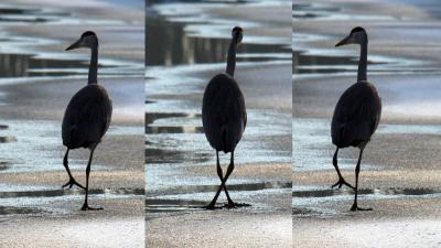 Eerste 'vreemde' vogel met knikkende knieen al op het ijs