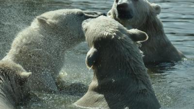 Beja, oudste ijsbeer van Nederland is overleden