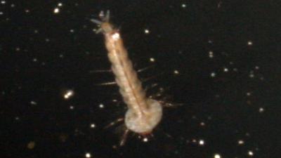 foto van insect | fbf