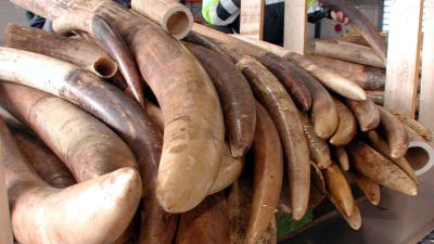 Slagtanden mammoet en gestolen auto's en motoren inbeslaggenomen