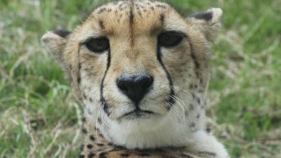 Jachtluipaarden besluipen gezin dat uit auto stapt