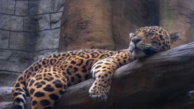 Artis opent dinsdag nieuw verblijf jaguars