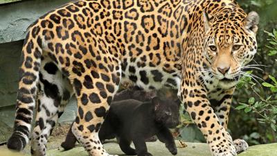 Eerste stapjes jaguarwelpen in buitenverblijf ARTIS