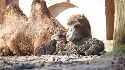 Kameeltje met moeder