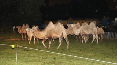 Circuskamelen ontsnappen in Hoogvliet 
