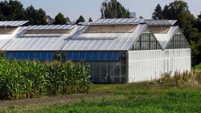 Foto van kassen in tuinbouw