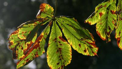 Zutphen aansprakelijk voor ernstig letsel toeriste door afgebroken tak