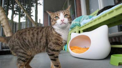 Petitie voor verbod op verkoop dieren in winkels en online