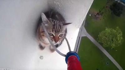 Jong katje gered van hoge richel op Dierendag