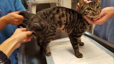 Geen schaap, maar kat met vijf poten