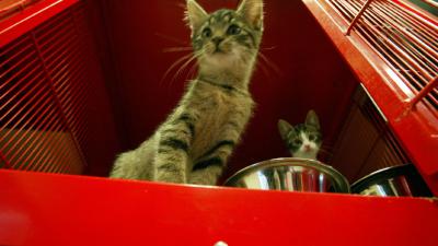 Dierenasiels steeds vaker dumpplek